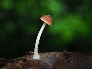 Mushroom in Tropical Rainforest for nature background.