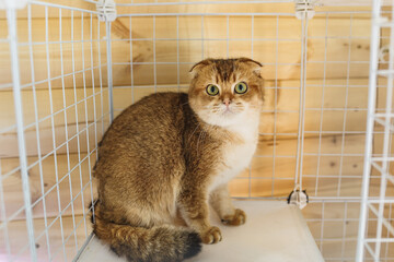 Domestic cat portrait