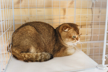 Domestic cat portrait