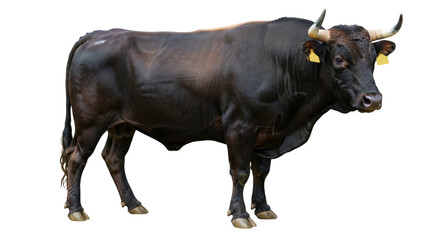 Isolated Black Bull