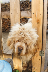 Tibetian mastiff dog looking through the fence in yard