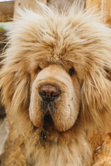 Tibetian mastiff dog looking through the fence in yard