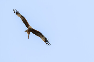 The red kite (Milvus milvus) is a bird of prey in the family Accipitridae. A majestic bird of prey...