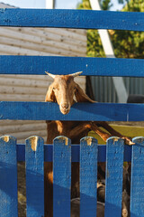 Group of goats in yard of goat farm