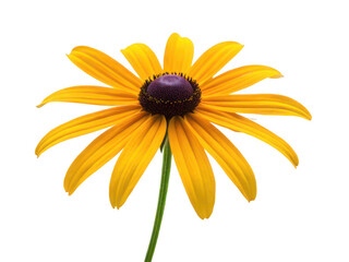 Black eyed susan png yellow daisy flower png wildflower png bright garden flower png rudbeckia hirta png sunny flower png summer blooming flower png transparent background image
