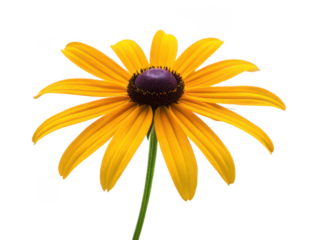 Black eyed susan png yellow daisy flower png wildflower png bright garden flower png rudbeckia hirta png sunny flower png summer blooming flower png transparent background image
