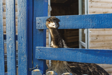 ostrich head close up  looking through the wooden fence