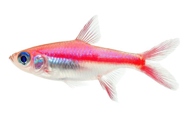 Fish with a blue eye and red and white stripes