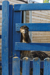ostrich head close up  looking through the wooden fence