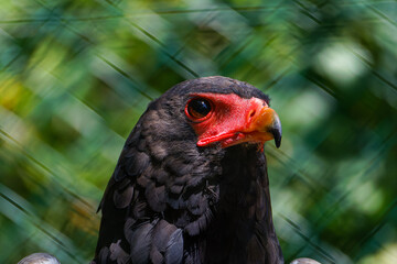 Close-up of a bateleur eagle with vibrant red face and sharp beak against a blurred green background. The bateleur, Terathopius ecaudatus), also known as the bateleur eagle