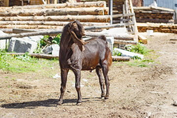 Nubian goat male in yard