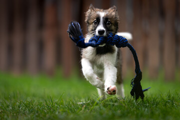 Border Collie female crossbreed playing with a toy in the garden