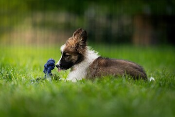 Border Collie female crossbreed playing with a toy in the garden