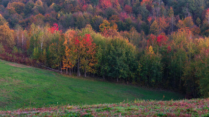 Rural landscape with colorful forest in autumn next to green pasture