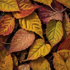 Colorful Autumn Leaves Macro Shot
