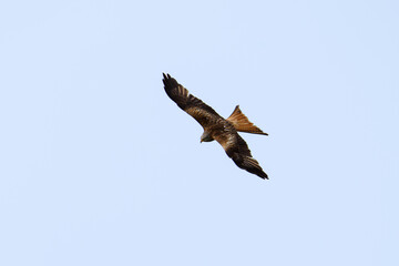 The red kite (Milvus milvus) is a bird of prey in the family Accipitridae. A majestic bird of prey soaring in a clear blue sky, showcasing its wingspan.