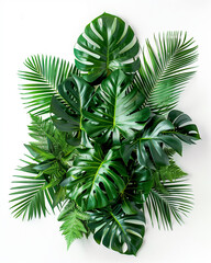 Tropical green leaves isolated on clean white background