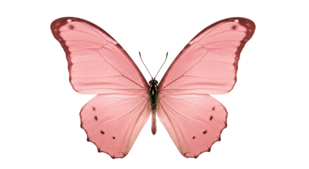 Isolated Pink Butterfly