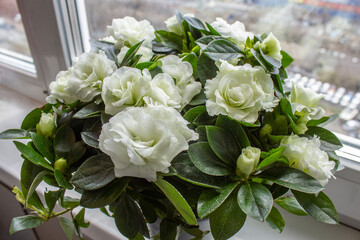 Beautiful white azalea flowers in a pot on a windowsill, top view. Blossoming white Rhododendron in sunlight.