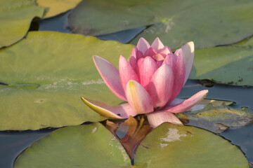 lotusblüte