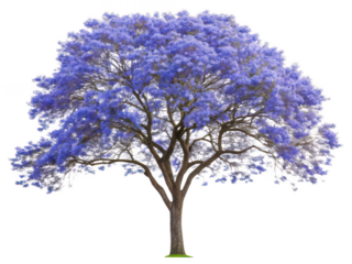 Blue jacaranda tree png jacaranda mimosifolia tree png purple flowering tree png ornamental tree png tropical tree png vibrant bloom tree png garden tree png transparent background image
