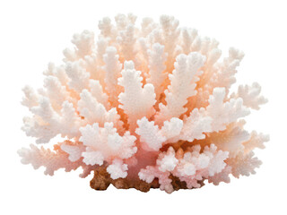 Naklejka premium Bommie coral png coral reef formation png underwater bommie png marine coral structure png diving reef png ocean floor coral png reef habitat png transparent background image