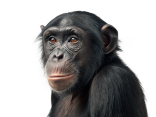 Bonobo animal png great ape png endangered primate png forest ape png close relative of human png intelligent primate png social animal png transparent background image