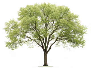 Boxelder tree png acer negundo tree png maple family tree png fast growing tree png shade tree png ornamental tree png box elder tree png transparent background image