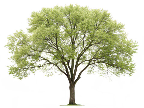 Boxelder tree png acer negundo tree png maple family tree png fast growing tree png shade tree png ornamental tree png box elder tree png transparent background image