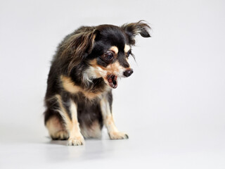 A small, long-haired black and tan Chihuahua sits on a white background, captured mid-bark or...