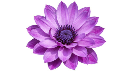 Isolated Purple Flower