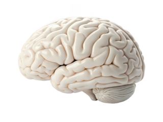 Brain png human brain png neuroscience png thinking organ png cerebral brain png anatomical brain png mind model png brain illustration png transparent background image