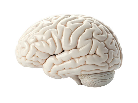 Brain png human brain png neuroscience png thinking organ png cerebral brain png anatomical brain png mind model png brain illustration png transparent background image