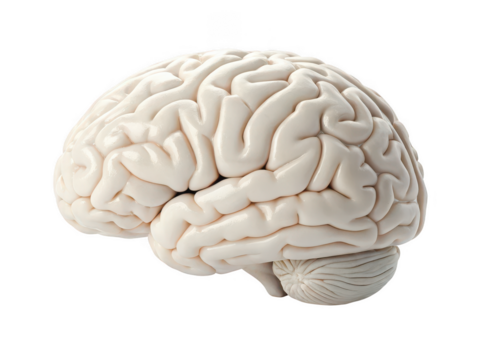 Brain png human brain png neuroscience png thinking organ png cerebral brain png anatomical brain png mind model png brain illustration png transparent background image