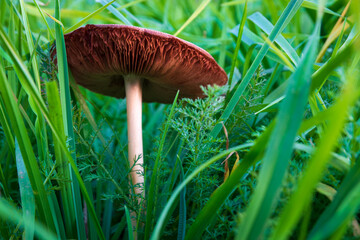 Decaying mushroom in tall grass with wilted gills during autumn season