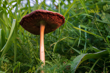 Decaying mushroom in tall grass with wilted gills during autumn season