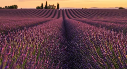 Fotobehang Serene field of blooming purple lavender at sunset, creating a tranquil and aromatic landscape scene © Farhan