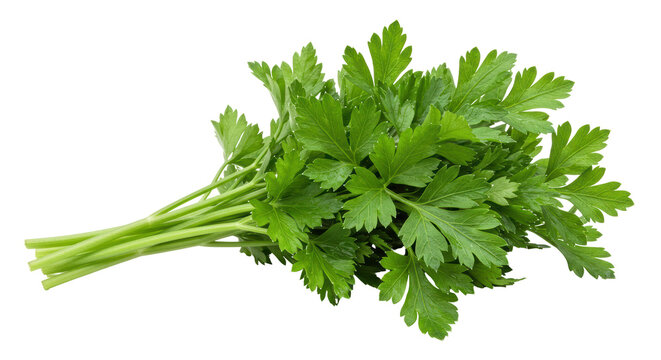 Isolated Bunch of Parsley