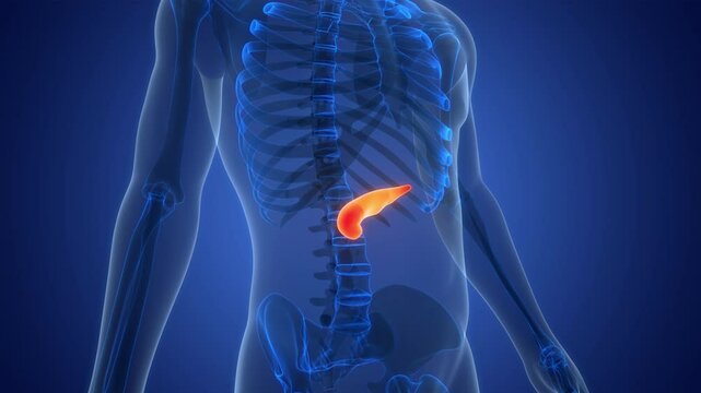 Human Internal Organ Pancreas Anatomy Animation Concept