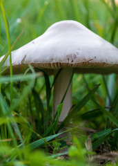 Mushroom with white cap in tall grass, autumn season