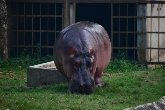 Large hippopotamus standing on green grass. 