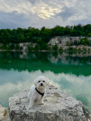 dog on the river