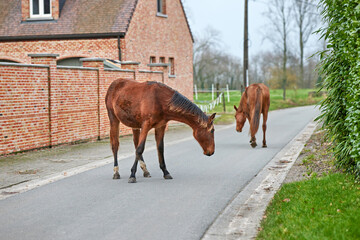 Two brown horses walk freely along a paved road in a quiet rural village. A large brick house and a...