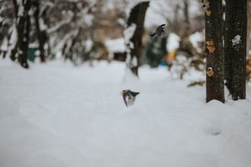 Birds flying amidst trees in a serene snowy forest, capturing the essence of winter.