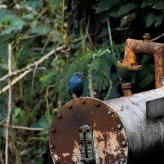 Vibrant blue rock thrush perched on rusty industrial equipment in nature.