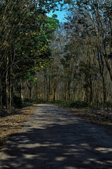 Pathway through a dense forest with tall, mostly bare trees in Tripura. 