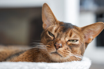 Close Up of Relaxed Abyssinian Cat on Light Colored Surface