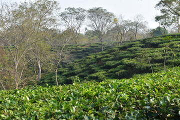 Expansive tea garden on rolling hills, with trees in the background.