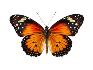 Butterfly animal png flying insect png colorful butterfly png winged insect png garden butterfly png pollinating insect png wildlife butterfly png transparent background image
