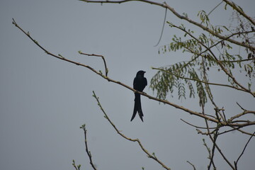 Black drongo with a distinctive forked tail perched on a bare tree branch.
